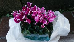 ガーデンシクラメン