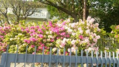 昨日（土曜日）