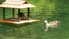 目白庭園-カルガモの赤ちゃん