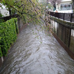 吞み川のさくら