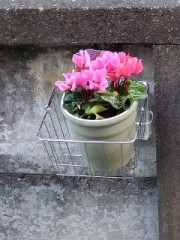 ガーデンシクラメン