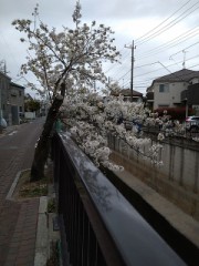 呑み川のサクラ