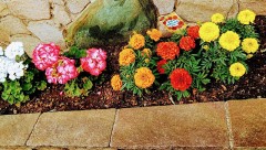 今朝の犬の散歩