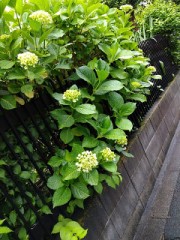近所のアジサイ