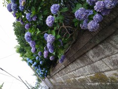 雨の朝のアジサイ