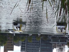 日曜日の洗足池
