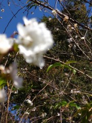 10月末に桜-砧j公園
