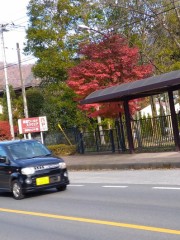 東武ワールドスクウェアのイチョウではなく　もみじ