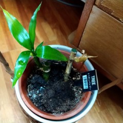 ミリオンバンブー　部屋の中で