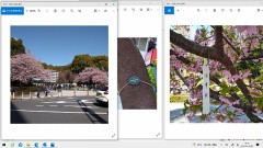 上野公園-大寒桜-河津桜