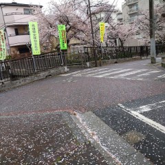 昨日からの雨