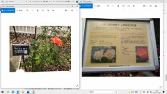 プリンセスミチコ　 バラ