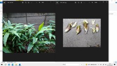 我が家のミョウガ