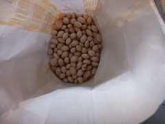 ぎんなん取入れ