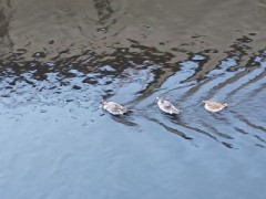 カルガモの川遊び