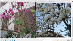 紅白の　こぶし