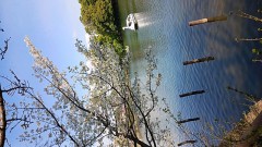 大田区 洗足池 散歩