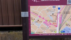 一昨日 の桜並木