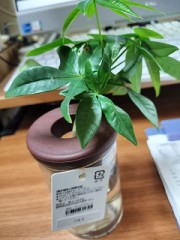 クリアプランツ