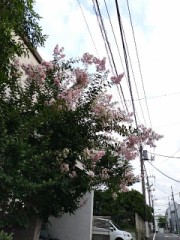 朝食前に犬の散歩