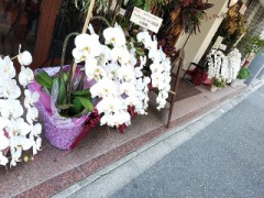 昨日の散歩－表は　済なので　ウラ