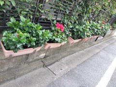 明日は銀座ライオン