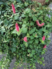 今日は１日在宅