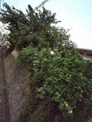 ただいま電車移動中