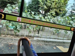 公園のひまわり　板橋