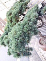 この冬一番の寒さ