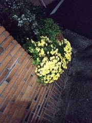 今日はのんびり