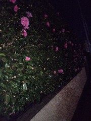 今日も日の出前の30分