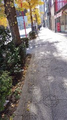 今朝の神田駅近くのイチョウ