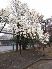 昨日の深川公園