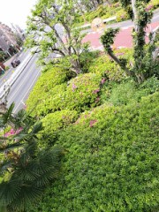 ツツジ　ツツジは5月？