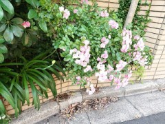 今日は近所散歩