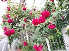 今日は千代田区、