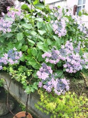 今日も明日も雨かーー