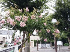 早朝の愛犬散歩