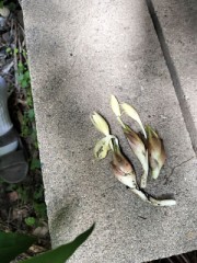 今年のミョウガ