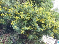 インフルエンザｰワクチン