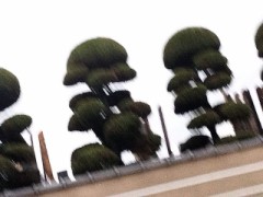 日の出前の散歩