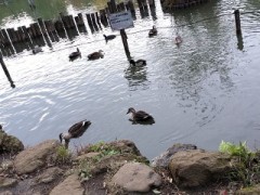 昨日の近所の公園