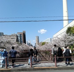 目黒川⋯桜