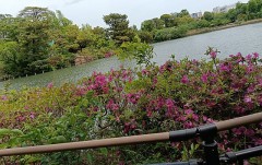 本日の洗足池