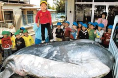 桜並木にマンボウを想う・・・