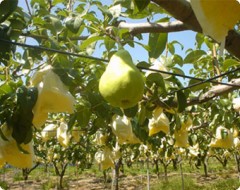 幻の果実、その名はルレクチェ・・・反対から読むとエッチクレル