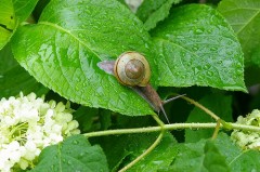 【お題日記】「梅雨らしさ」感じさせる写真を見せて！