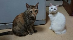 うちの猫