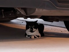 【お題日記】散歩中に出会った猫ちゃん